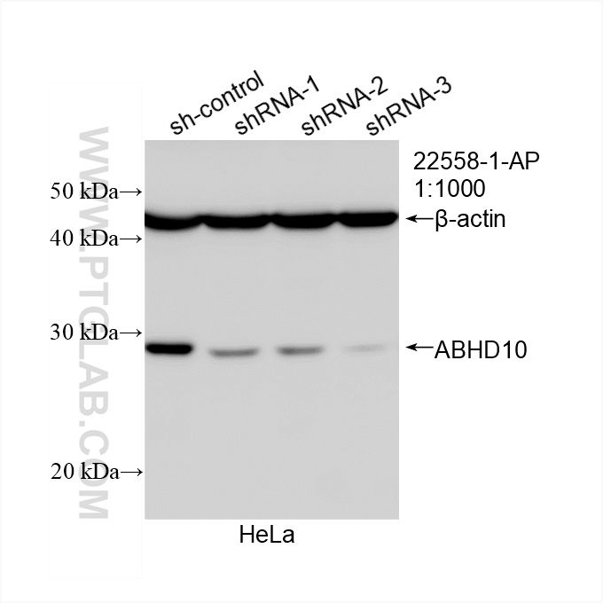 ABHD10