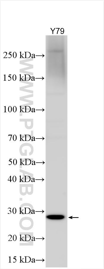 WB analysis using 22558-1-AP