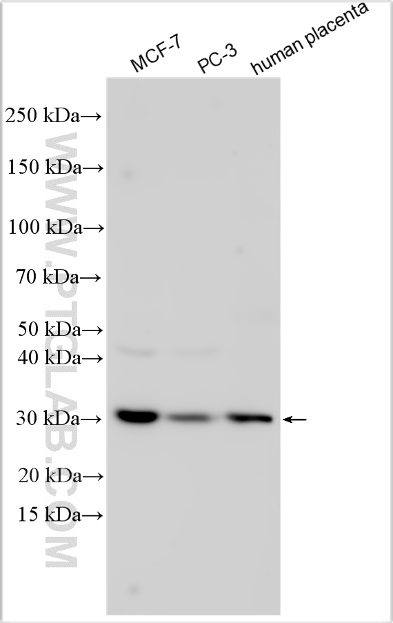 WB analysis using 25355-1-AP