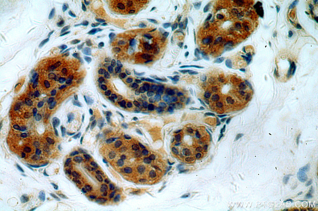 IHC staining of human skin using 20623-1-AP