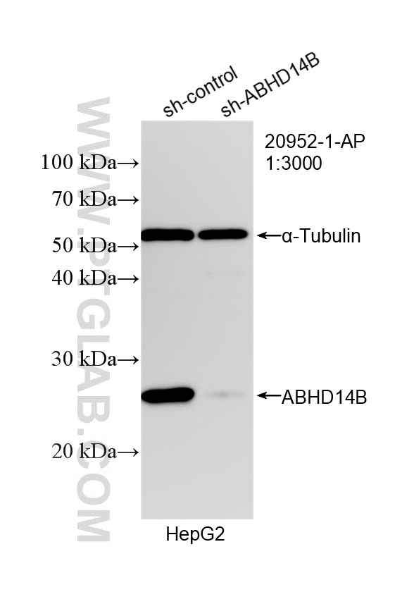 WB analysis of HepG2 using 20952-1-AP WB analysis of HepG2 using 20952-1-AP