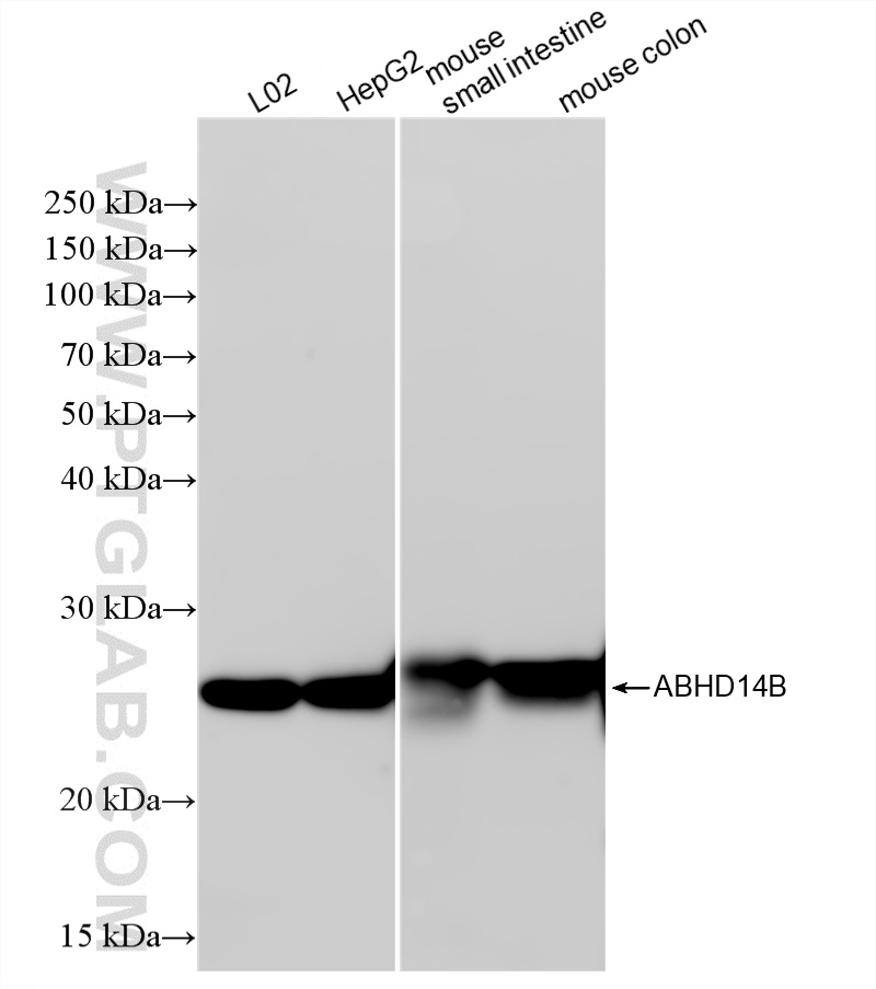 WB analysis using 87389-1-RR