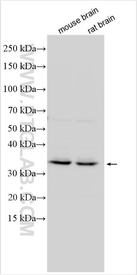 WB analysis using 32439-1-AP