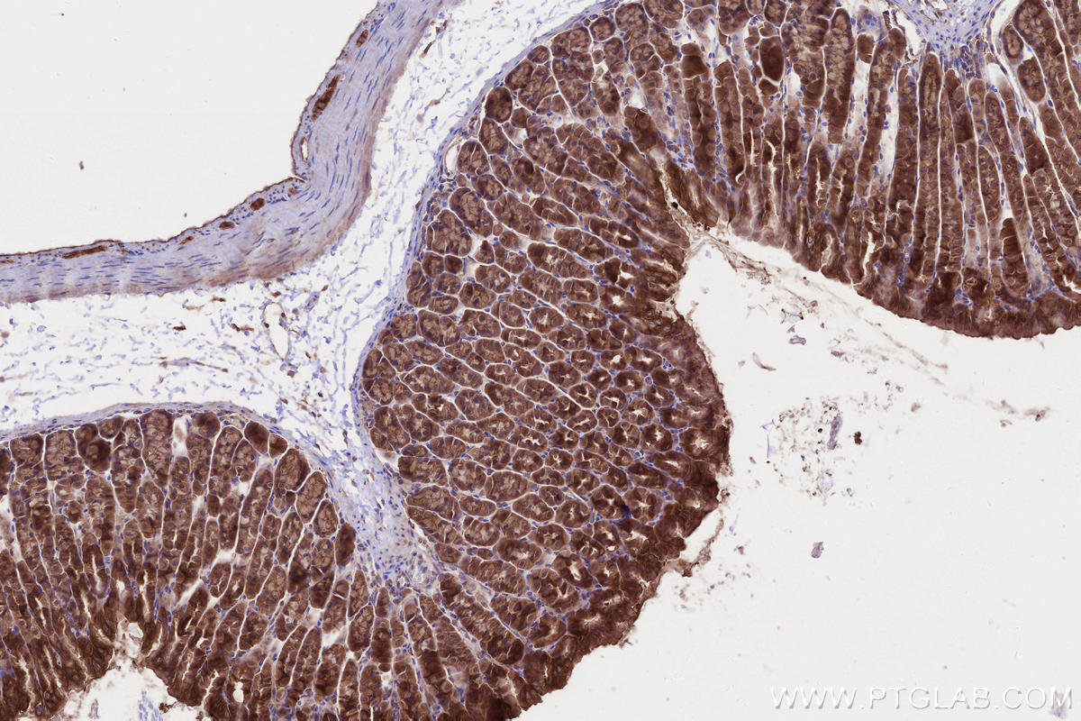 IHC staining of mouse stomach using 27387-1-AP