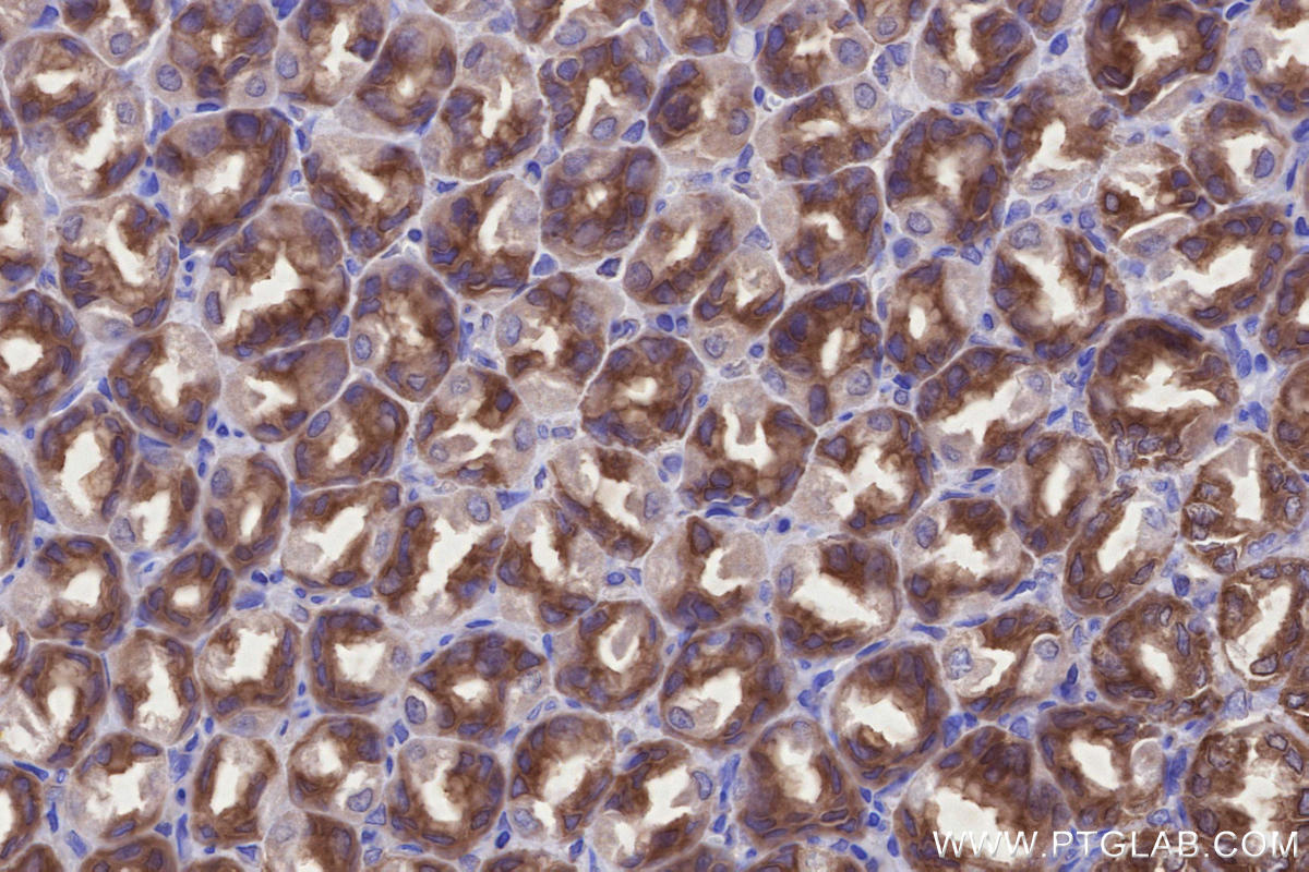 IHC staining of rat stomach using 27387-1-AP
