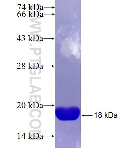 ABI1 fusion protein Ag26563 SDS-PAGE