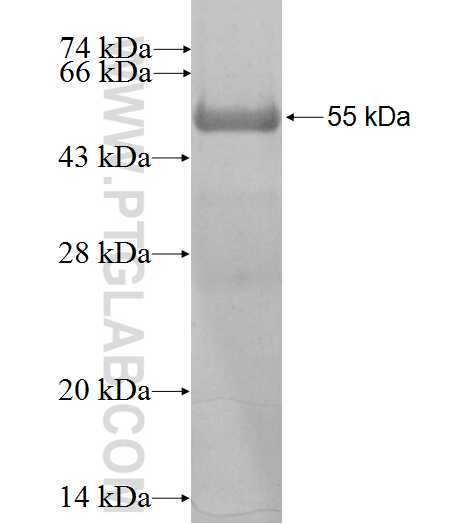 ABI1 fusion protein Ag2077 SDS-PAGE