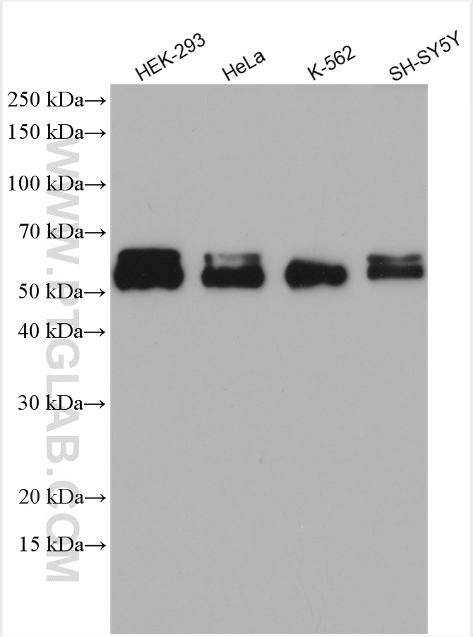 WB analysis using 14890-1-AP