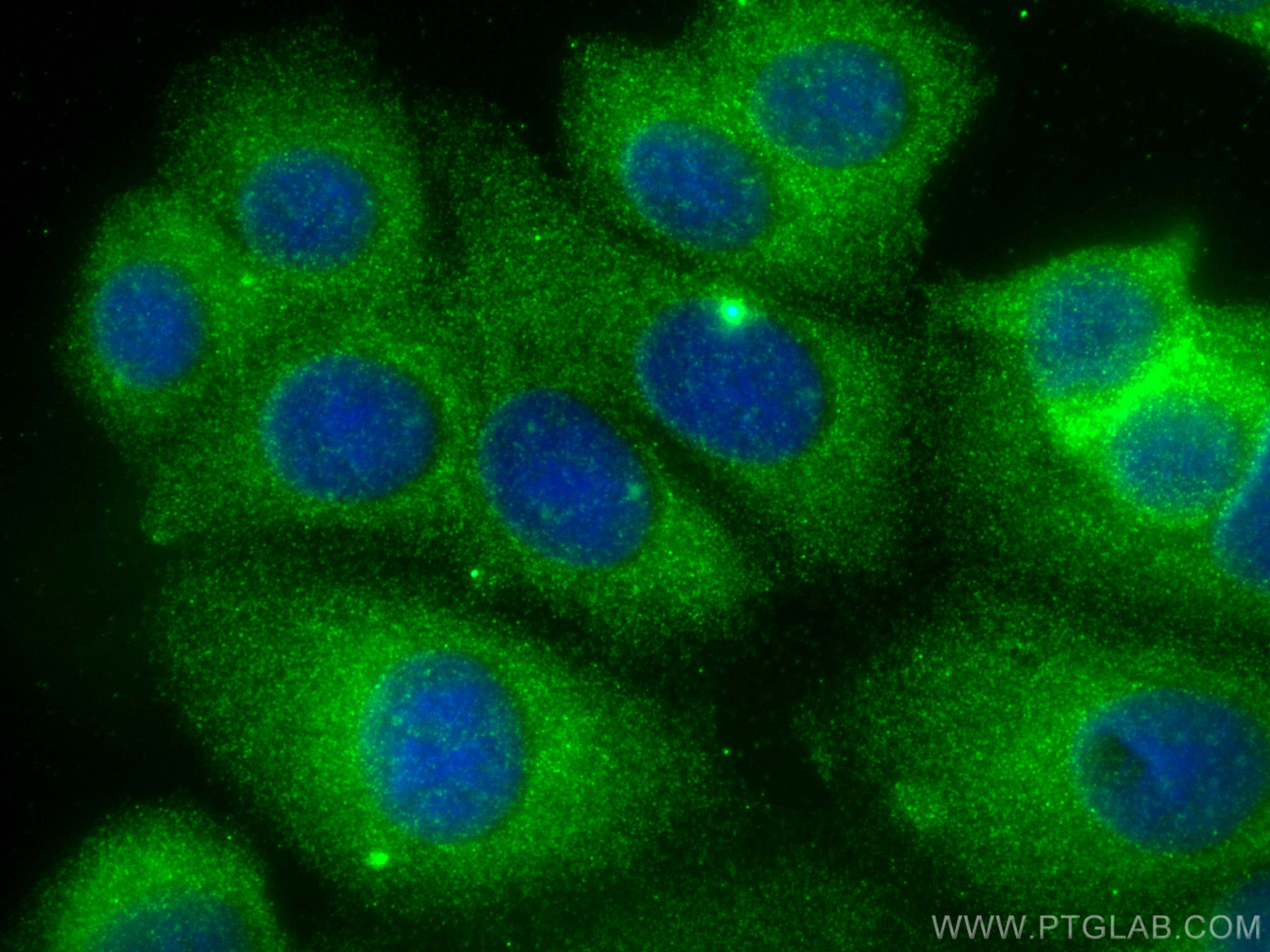 IF Staining of MCF-7 using 68254-1-Ig