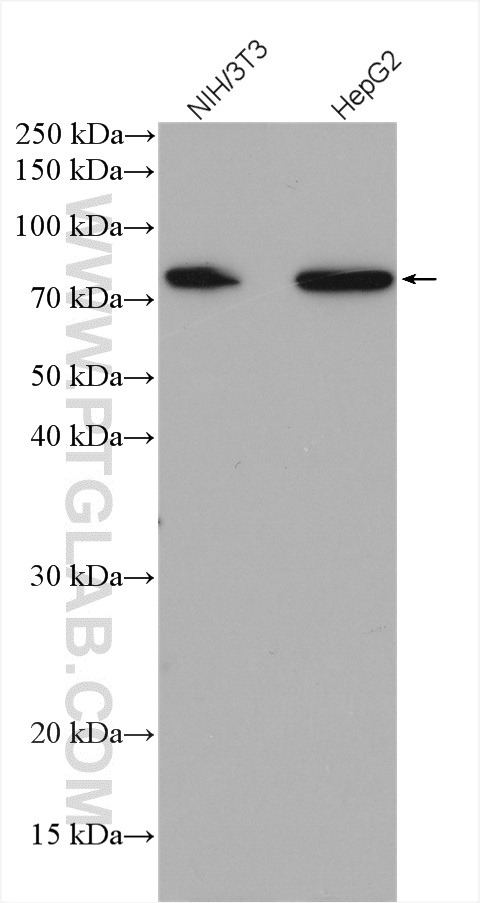 WB analysis using 27981-1-AP