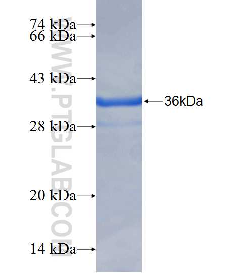 ABO fusion protein Ag25027 SDS-PAGE