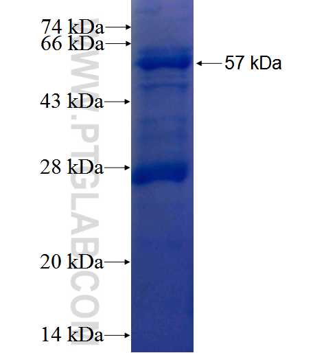 ABP1 fusion protein Ag26057 SDS-PAGE