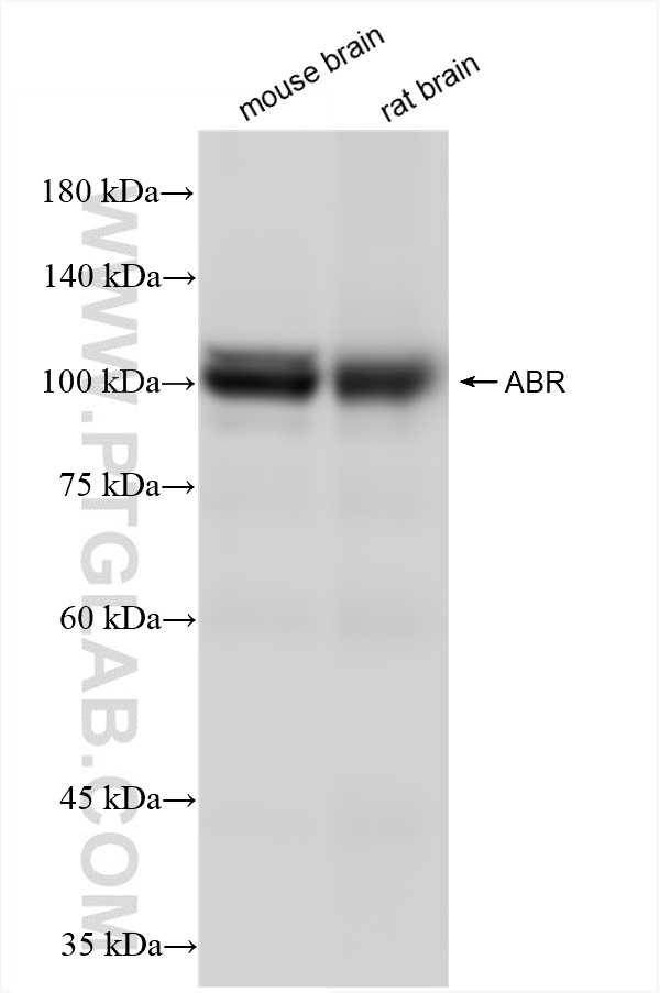 ABR