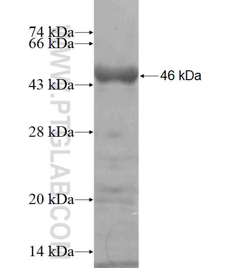 ABRA fusion protein Ag18654 SDS-PAGE