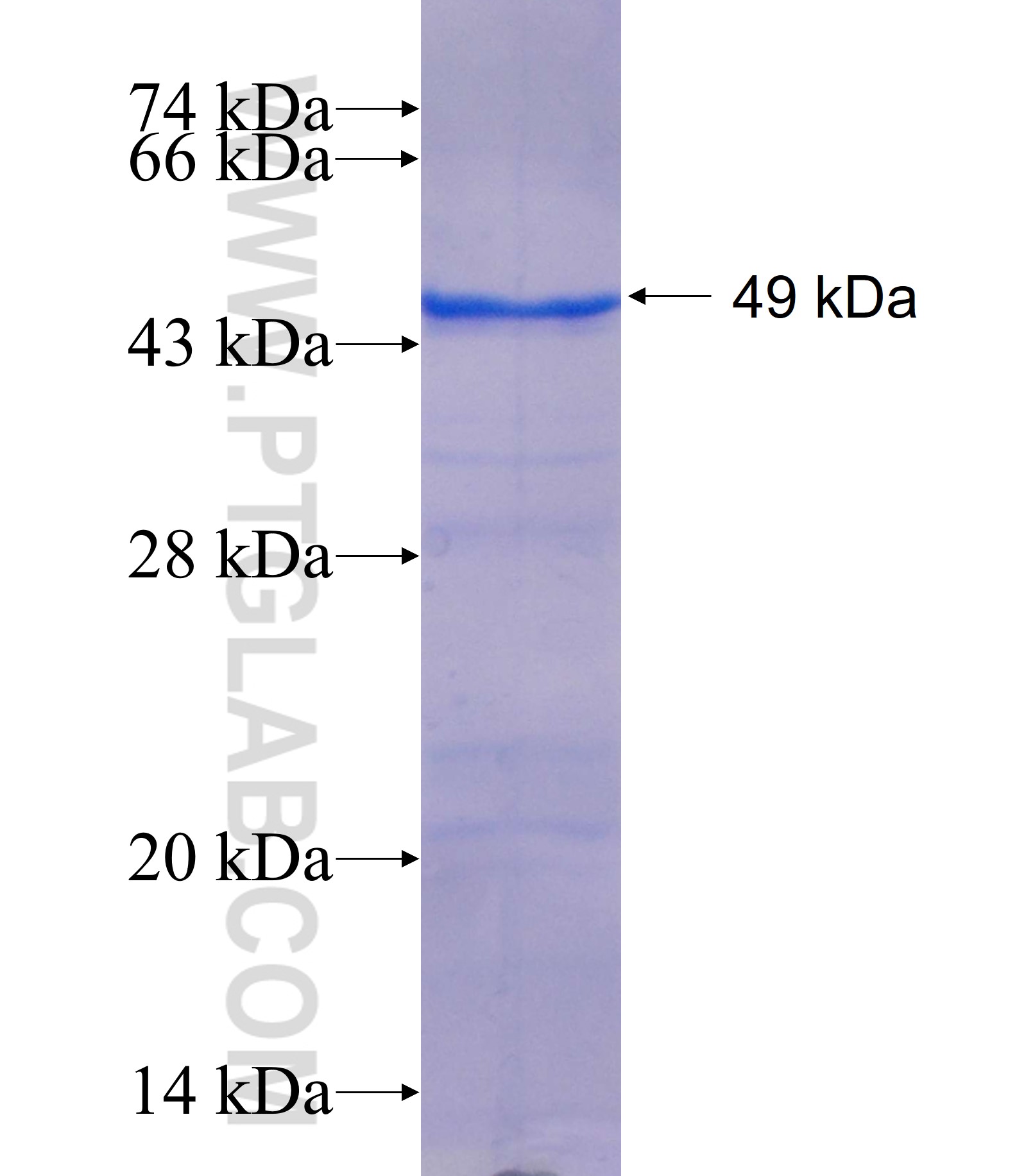 ABRA fusion protein Ag18654 SDS-PAGE