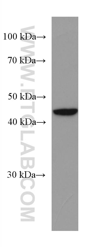 WB analysis of pig cerebellum using 67246-1-Ig