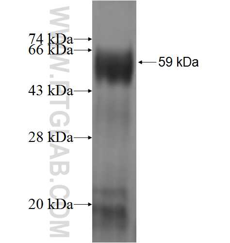 ABTB1 fusion protein Ag1574 SDS-PAGE