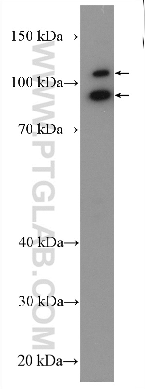 WB analysis of HepG2 using 24323-1-AP