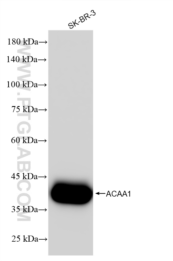 WB analysis using 87969-1-RR (same clone as 87969-1-PBS)