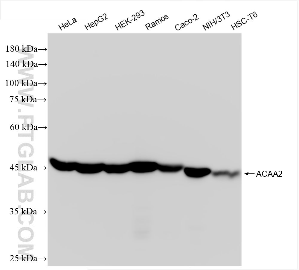 WB analysis using 86161-3-RR