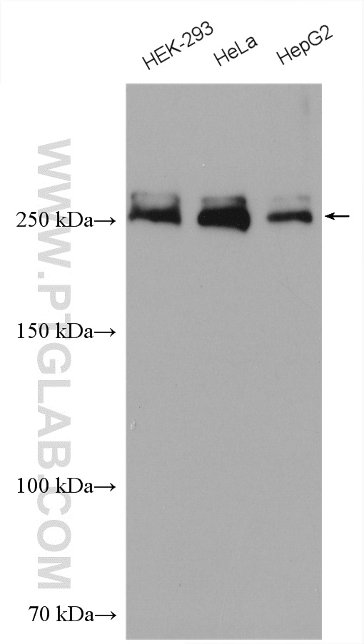 WB analysis using 21923-1-AP