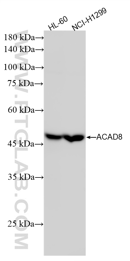 WB analysis using 86742-2-RR