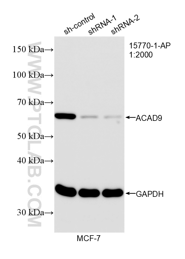 WB analysis of MCF-7 using 15770-1-AP