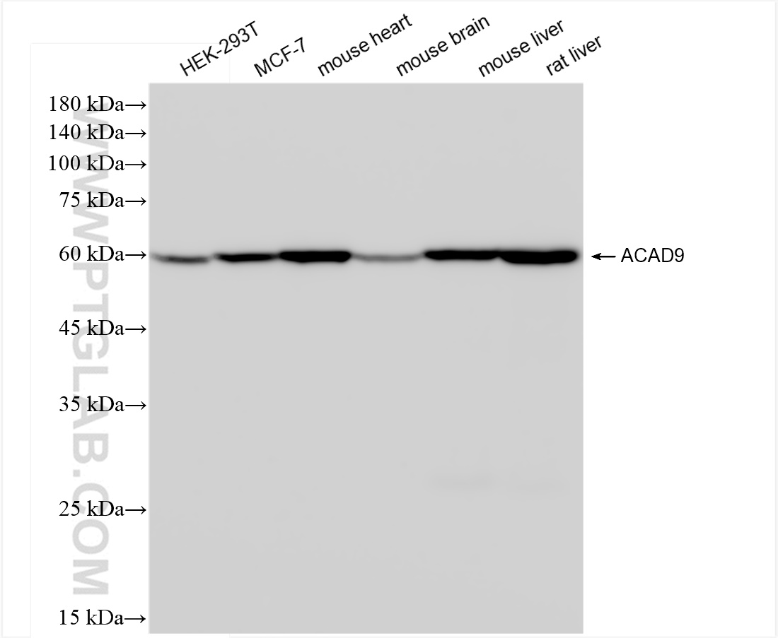 WB analysis using 84202-1-RR (same clone as 84202-1-PBS)