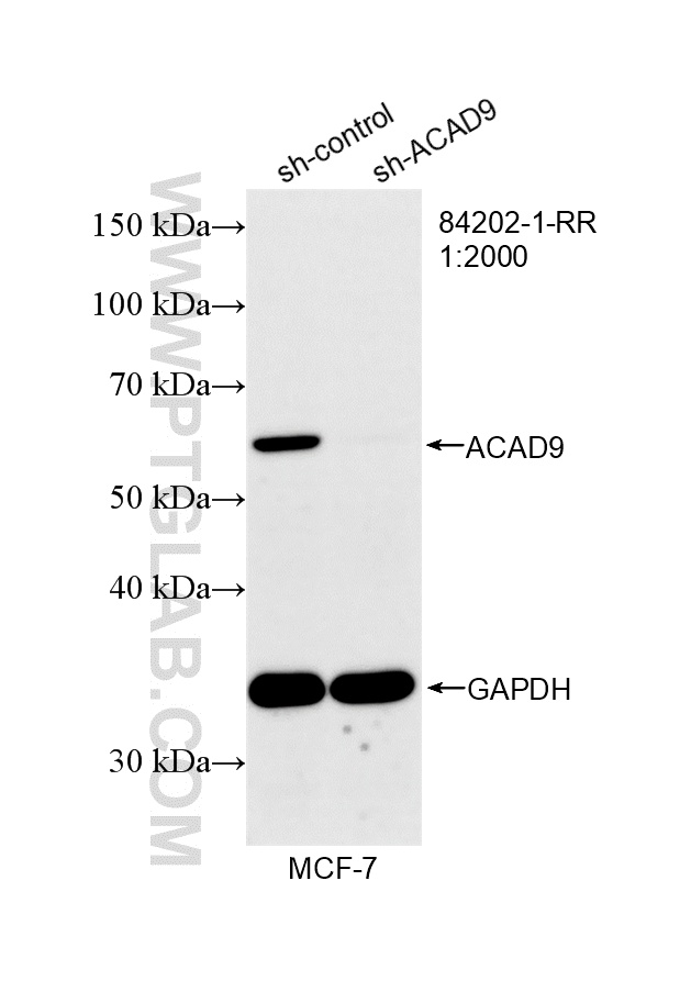 WB analysis of MCF-7 using 84202-1-RR