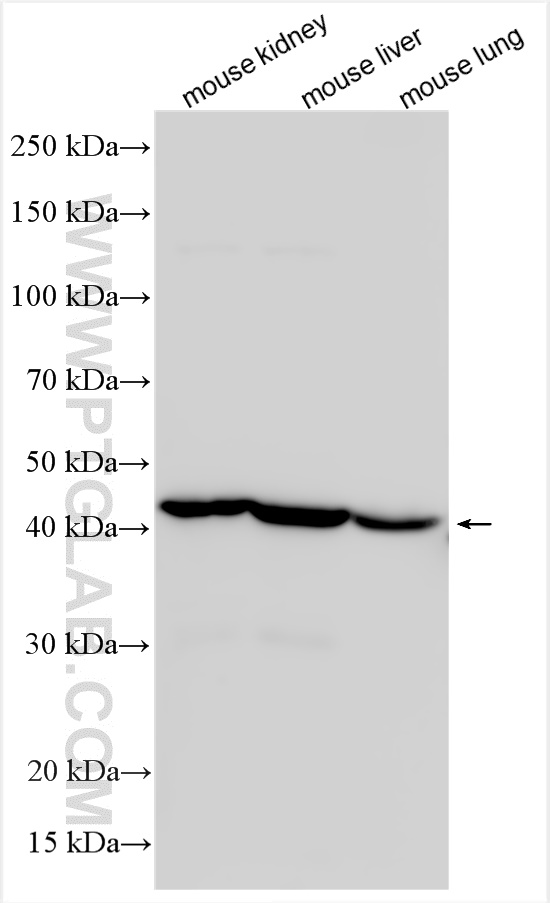 WB analysis using 17526-1-AP