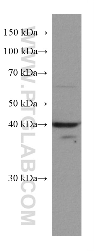 WB analysis of HSC-T6 using 67742-1-Ig