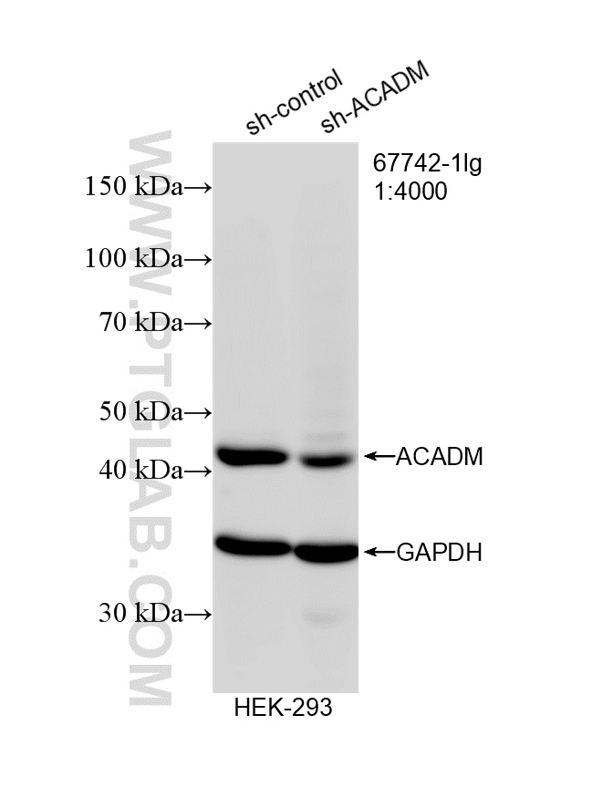 WB analysis of HEK-293 using 67742-1-Ig
