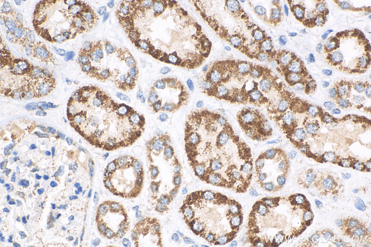 IHC staining of human kidney using 16623-1-AP