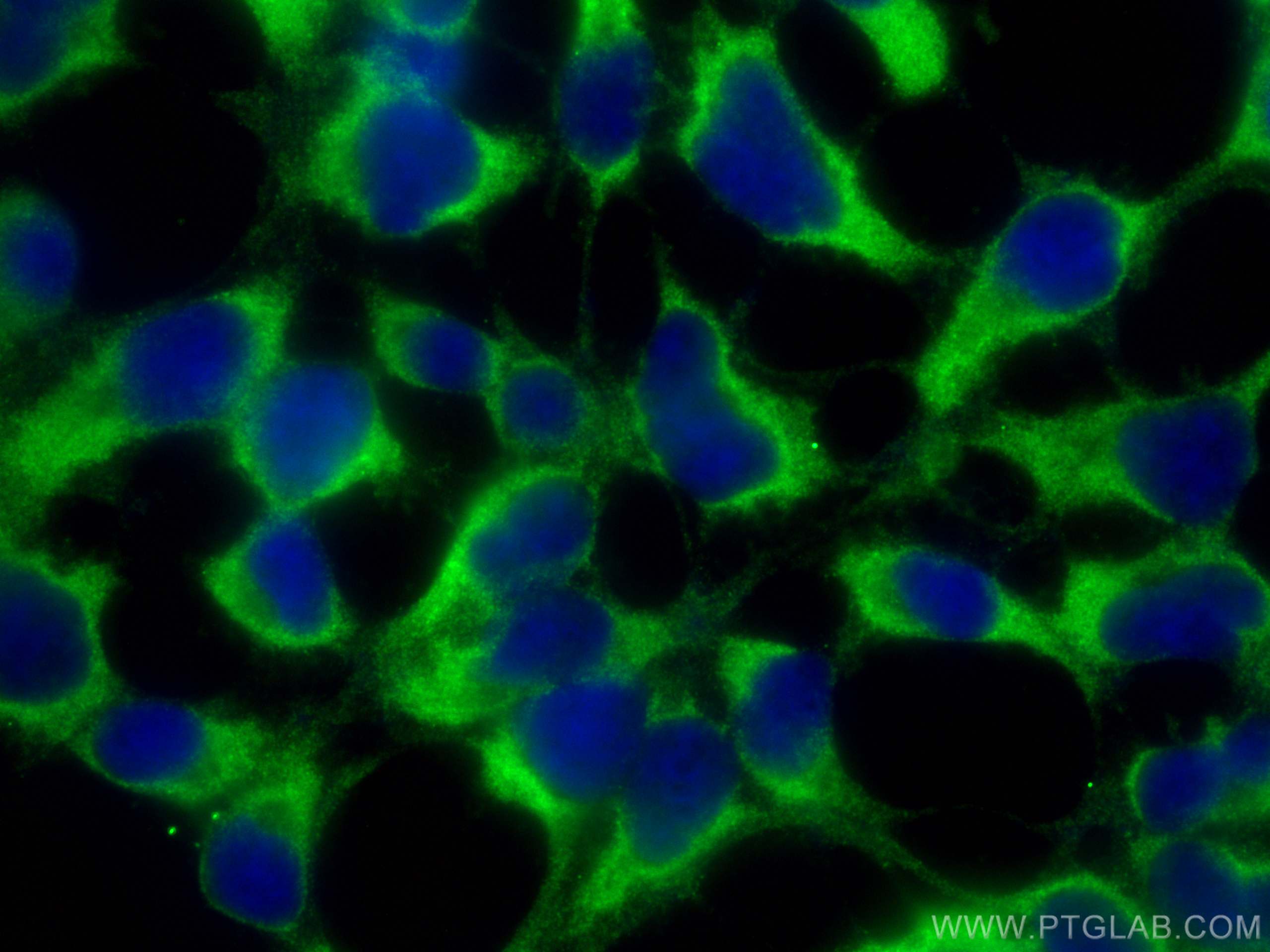 IF Staining of HEK-293 using 68350-1-Ig