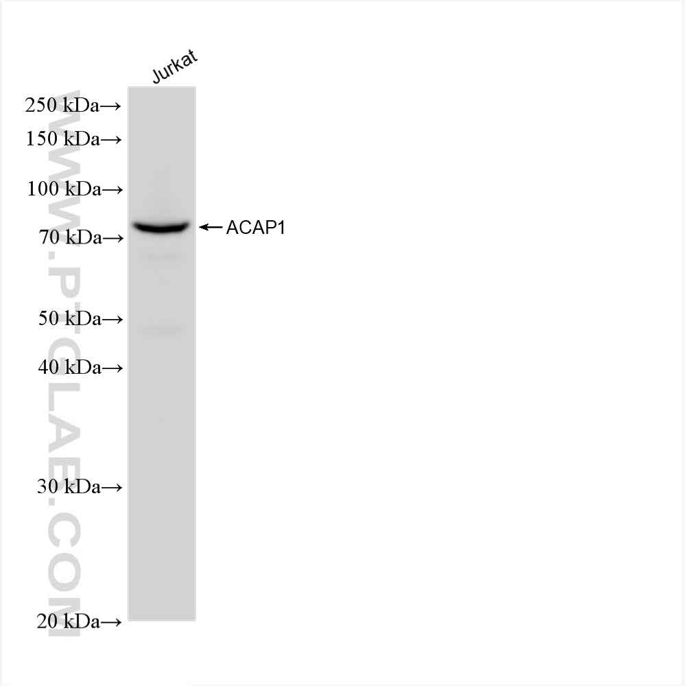 WB analysis of Jurkat using 82967-1-RR (same clone as 82967-1-PBS)