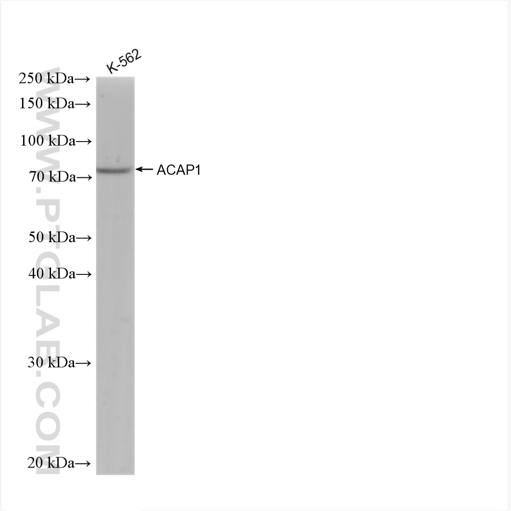 WB analysis of K-562 using 82967-1-RR (same clone as 82967-1-PBS)