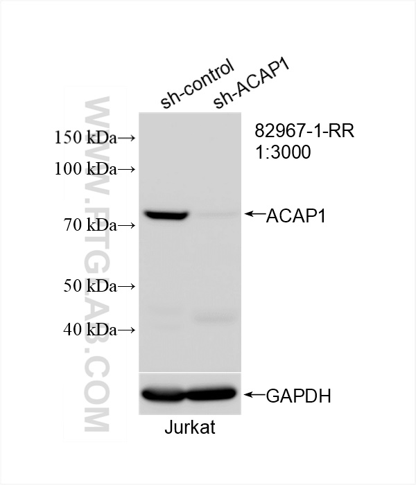 WB analysis of Jurkat using 82967-1-RR (same clone as 82967-1-PBS)
