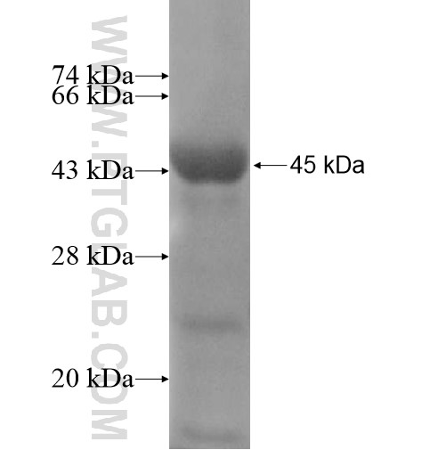 ACAP3 fusion protein Ag11801 SDS-PAGE