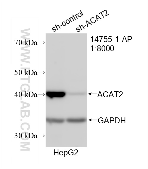 WB analysis of HepG2 using 14755-1-AP