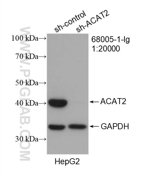 WB analysis of HepG2 using 68005-1-Ig