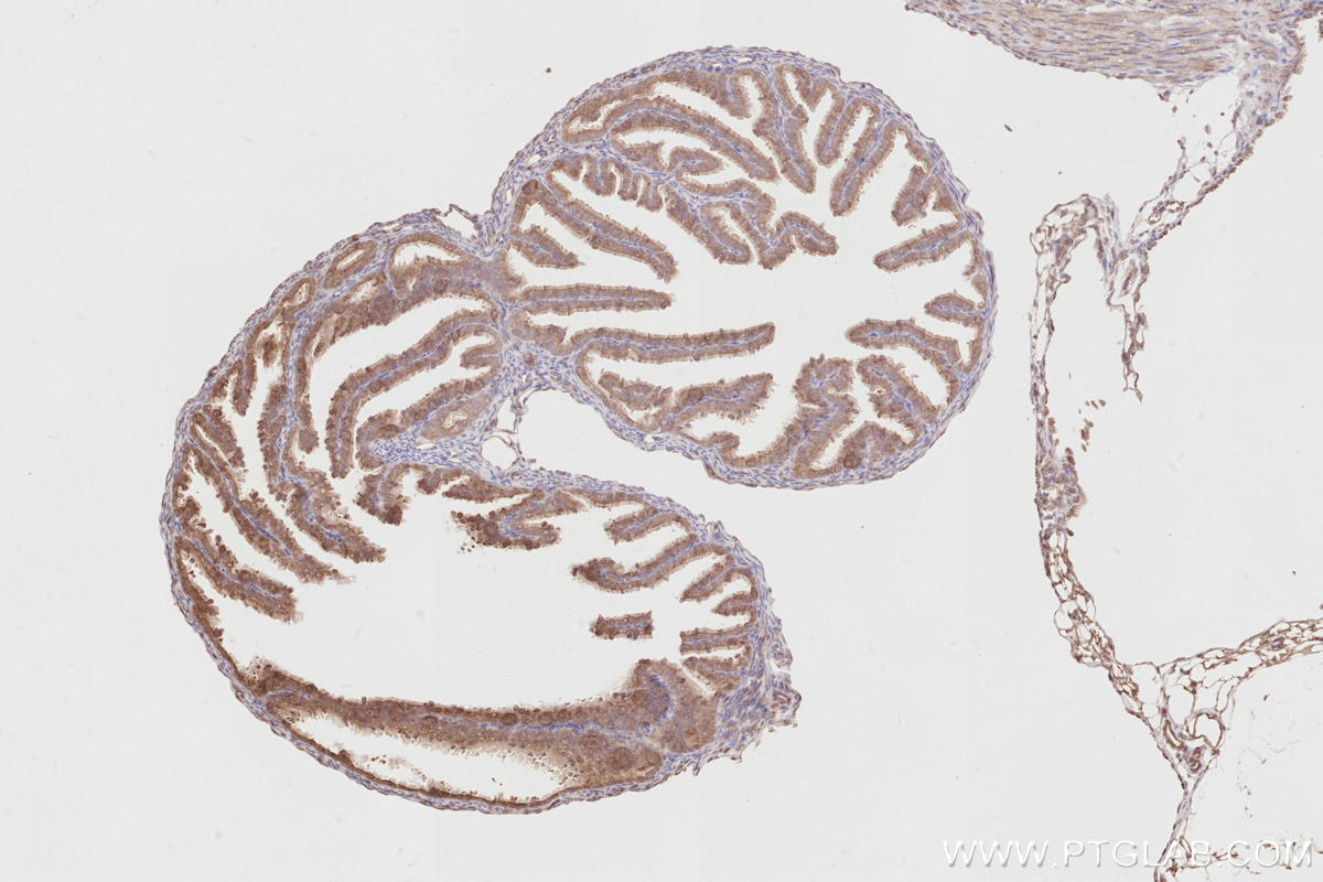 IHC staining of mouse ovary using 14096-1-AP