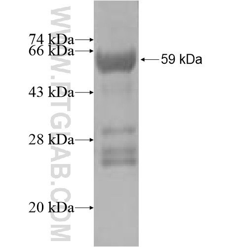 ACBD3 fusion protein Ag5228 SDS-PAGE