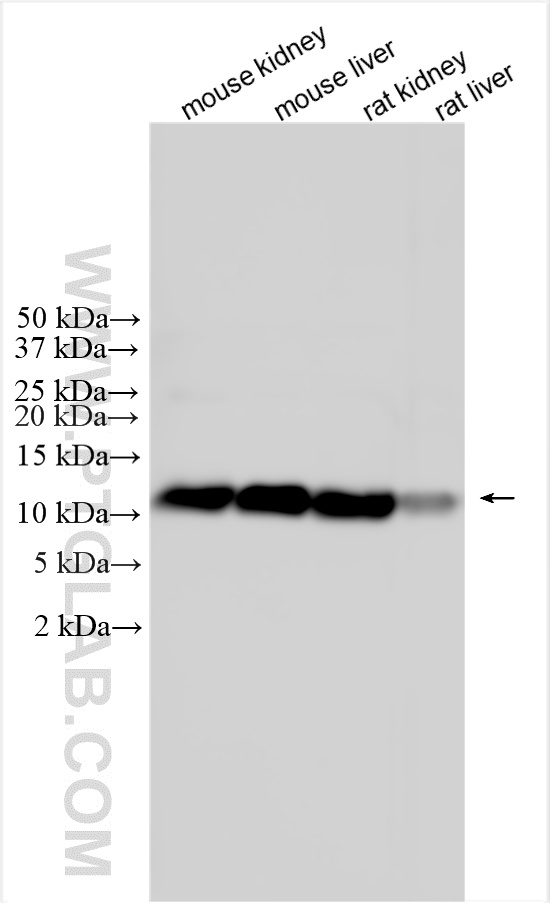 WB analysis using 32990-1-AP WB analysis using 32990-1-AP