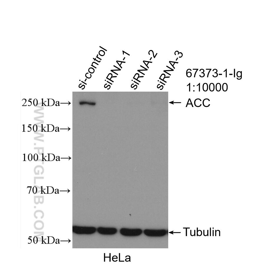 WB analysis of HeLa using 67373-1-Ig