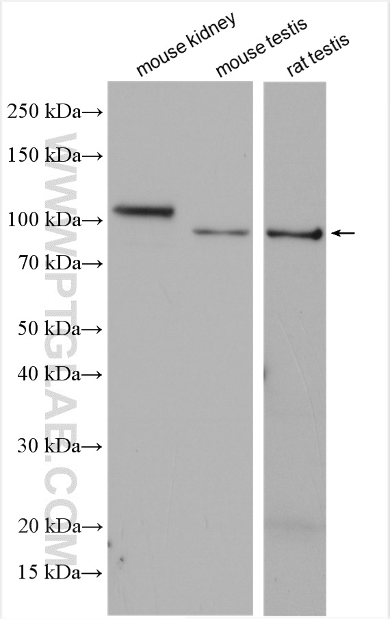 WB analysis using 28868-1-AP