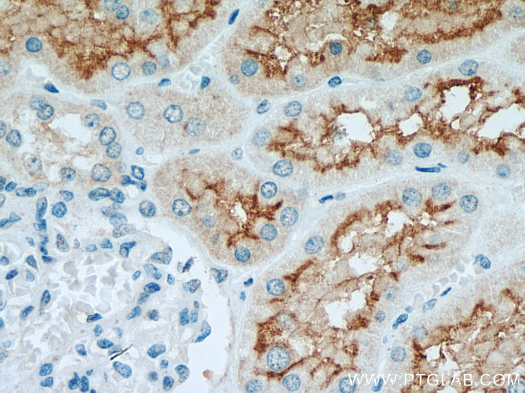 IHC staining of human kidney using 80063-1-RR