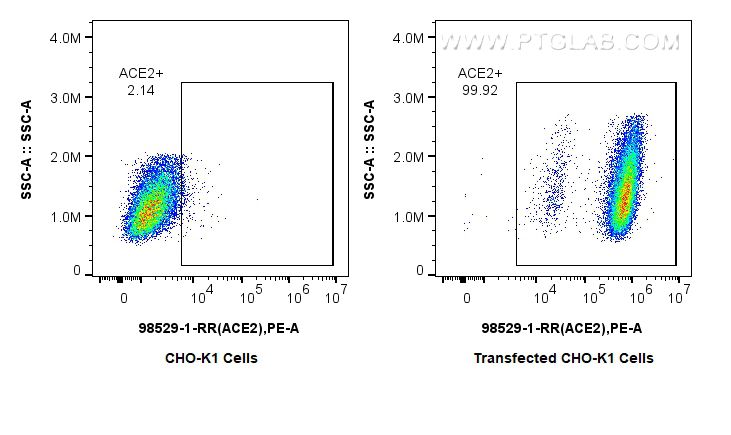 FC experiment of Transfected CKO-K1 using 98529-1-RR (same clone as 98529-1-PBS)