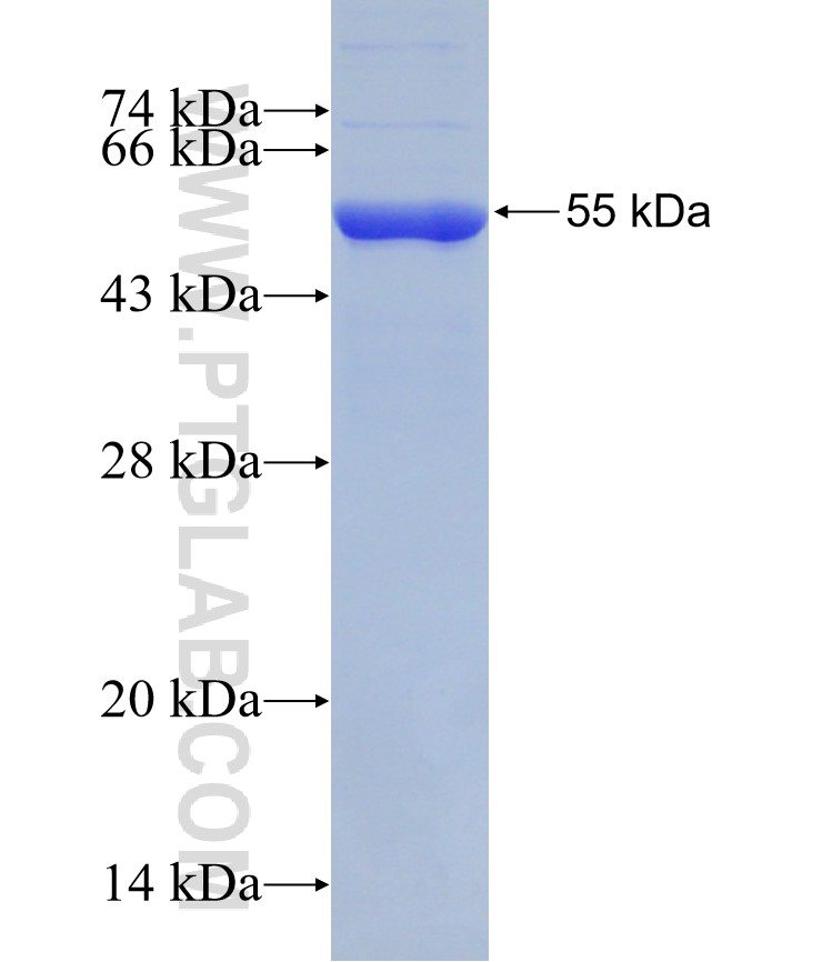 ACF1 fusion protein Ag30607 SDS-PAGE
