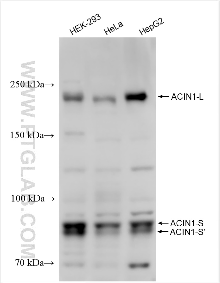 WB analysis using 23937-1-AP