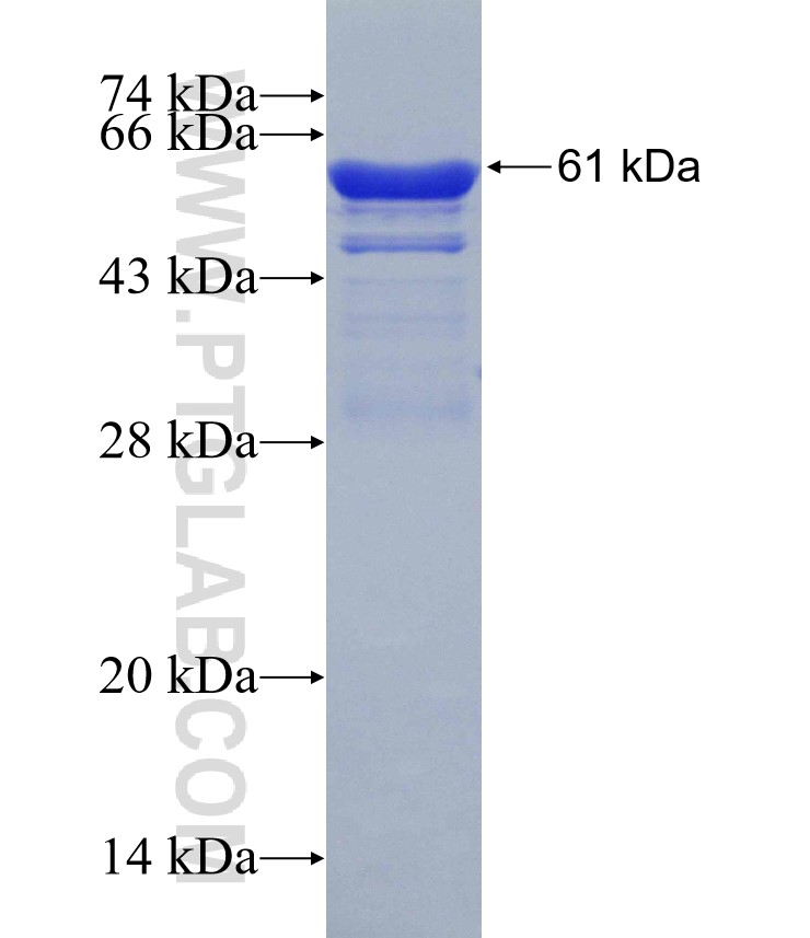 ACIN1 fusion protein Ag30506 SDS-PAGE